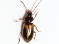 Acupalpus meridianus